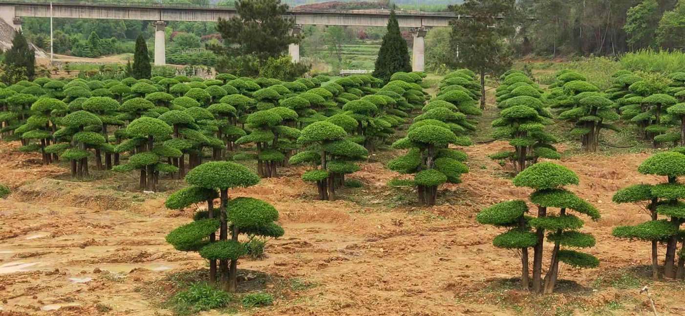 湖北对接白蜡 京山盆景艺术的绿色瑰宝