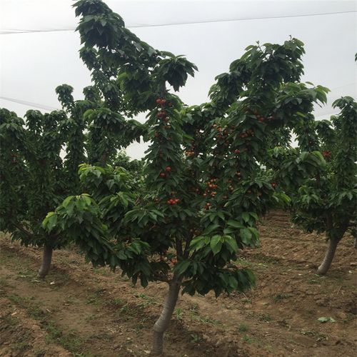 园林植物乔木樱桃苗 1米高优质樱桃苗价格与种植经营全指南