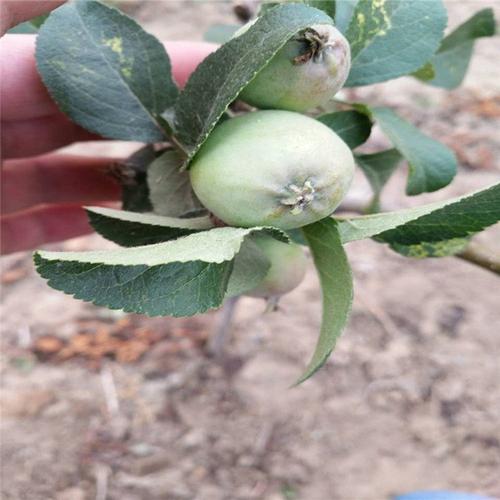 4公分苹果苗种植当年结果可信吗？树木种植经营者必须了解的关键技术