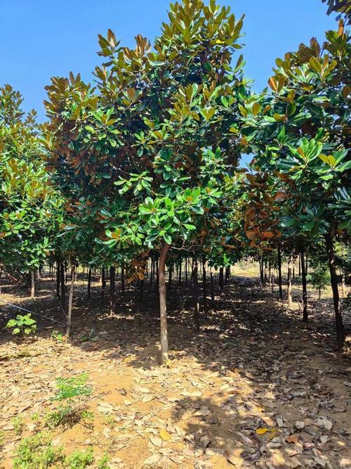 北方广玉兰热销背后 育苗种植技术与高成活率的经营之道