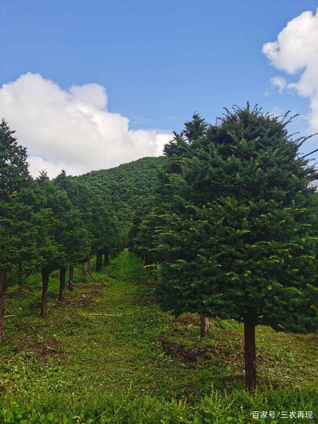 秋季植树 掌握技术要点，避开常见误区，提高成活率的经营之道