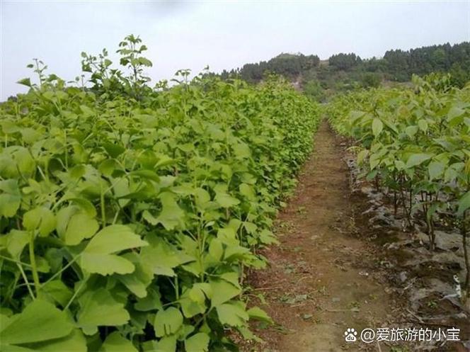 银杏种植的成本与利润分析 高价值树种背后的经营逻辑