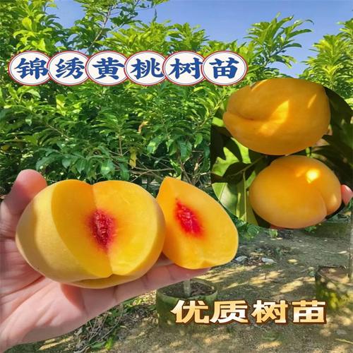 桃树果苗种植经营指南 从品种选择到南北方丰产管理
